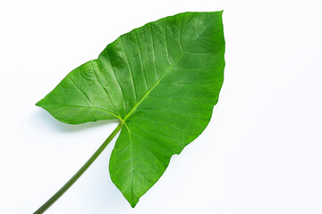 Taro leaf isolated on white background.