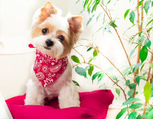 Cute dog biewer Yorkshire terrier with red collar sitting on red pillow