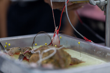 Study Nervous system test in Laboratory.