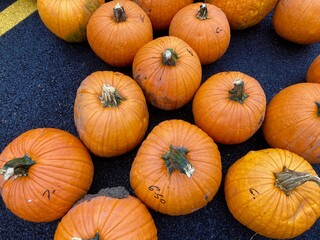pumpkins at the market