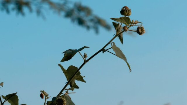 Beautiful sky and velvetleaf plant, velvet plant, velvetweed,Abutilon theophrasti, known as velvetleaf,