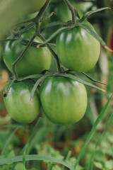 green tomatoes in a greenhouse