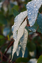 Water droplets on eucalyptus leaves after rain in Walyunga National Park, Perth, Western Australia