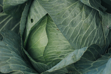 cabbage in the garden