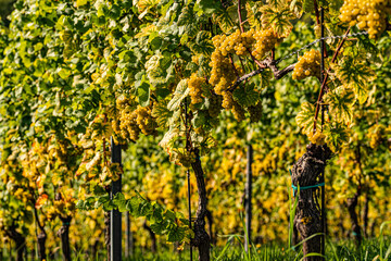 Rows Of Vineyard Grape Vines. Autumn Landscape. Austria south Styria.