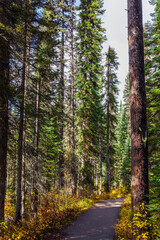 Coniferous forest