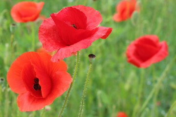 Red poppies blooming in the summer meadow