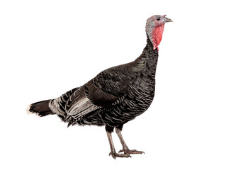 Fototapeta premium female black turkey isolated on white background.