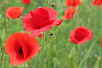 Red poppies blooming in the summer meadow