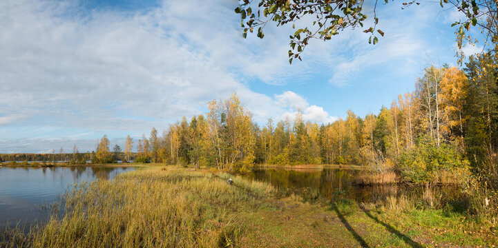 Panoramic landscape of a forest lake with a bright grove of trees with golden autumn foliage on the distant shore on a bright autumn day.