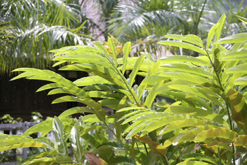 Obraz na płótnie Canvas 熱帯植物