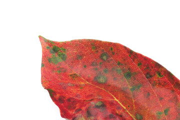 白背景の赤く紅葉した柿の葉