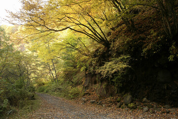 Fototapeta premium 紅葉