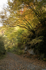 Obraz premium 紅葉