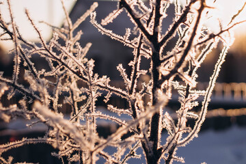 frost on the branches