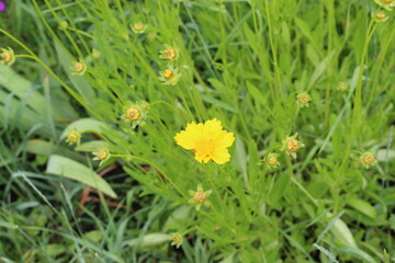 
Bright yellow flowers blooming on a summer meadow