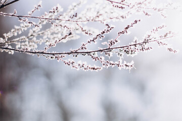 snow covered branches