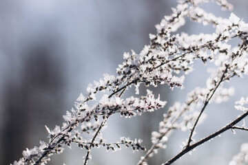 snow covered branches