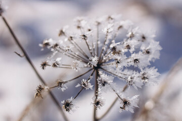 snow covered branches