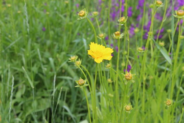 
Bright yellow flowers blooming on a summer meadow