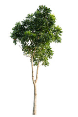 Isolated tropical big tree on white background with clipping path. Suitable for use in advertising and architecture design.