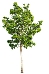 Isolated tropical big tree on white background with clipping path. Suitable for use in advertising and architecture design.