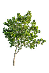 Isolated tropical big tree on white background with clipping path. Suitable for use in advertising and architecture design.