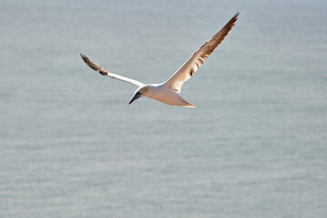 A single white and yellow gannet flies through the sky, blue, gray sea in background