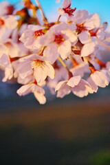 夕陽に照らされる桜