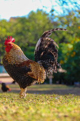 Rooster standing side view on green grass