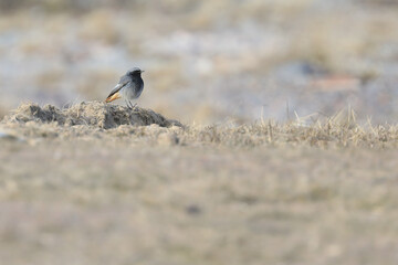 Black Redstart
