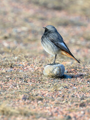 Black Redstart