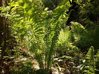 fern leaves