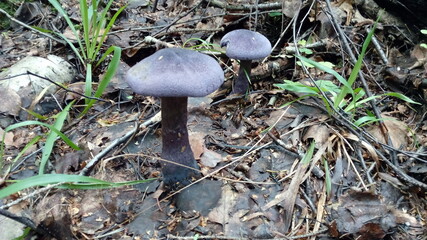 mushroom in the grass