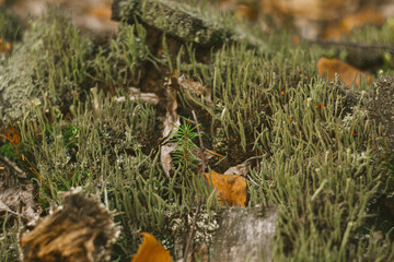 green moss in autumn forest