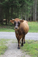 Almkühe