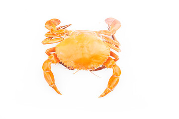 Crab isolated on white background.