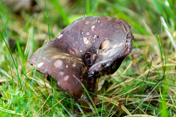 A close up of the toxic and inedible mashroom in the lawn.