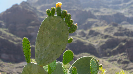 Green prickly pear cactus with fruits, peak fig, yellow flower