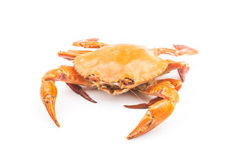 Crab isolated on white background.