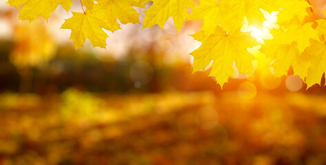  Autumn leaves on the sun and trees