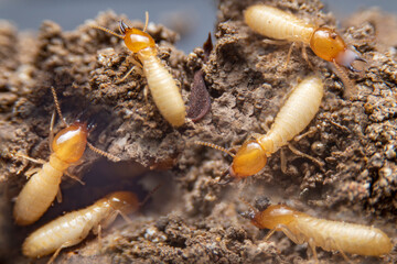  Group of the small termite on decaying timber. The termite on the ground is searching for food to feed the larvae in the cavity.