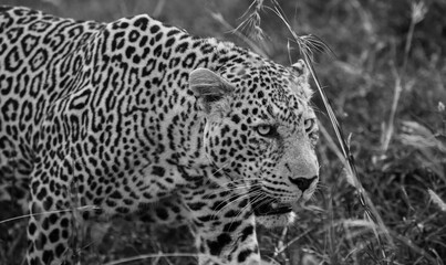 Leopards in the Maasai Mara 