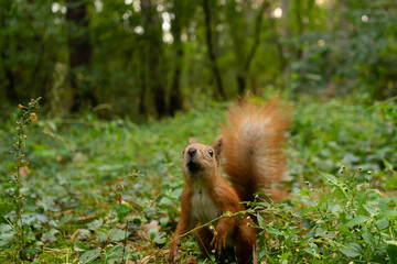 A squirrel in an autumn forest stands on two hind legs.