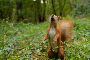 A squirrel in an autumn forest stands on two hind legs.