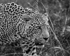 Leopards in the Maasai Mara 