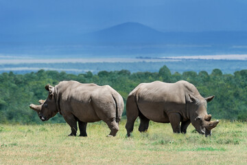 rhino in the wild © David