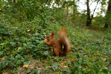 A squirrel stands on two hind legs in an autumn forest and eats a nut on the grass.
