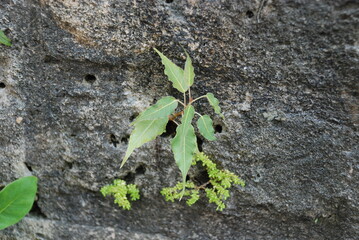 Plantas en la pared de piedra 