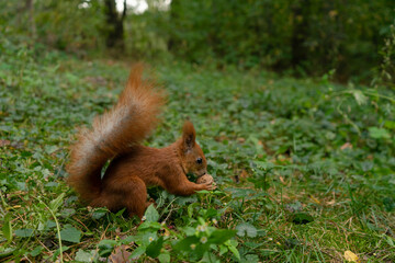 Naklejka na ściany i meble A squirrel stands on two hind legs in an autumn forest and eats a nut on the grass.